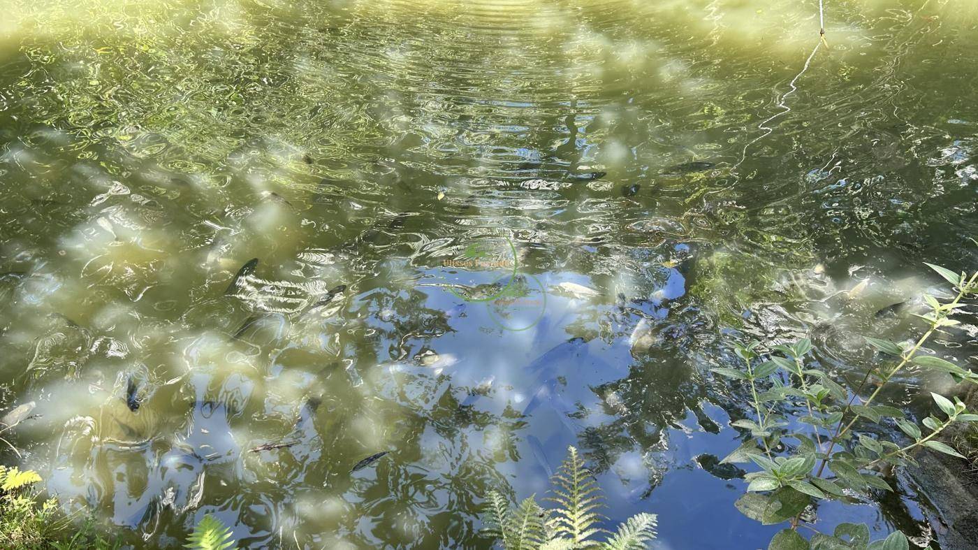 Sítio, 218 m² - Foto 2