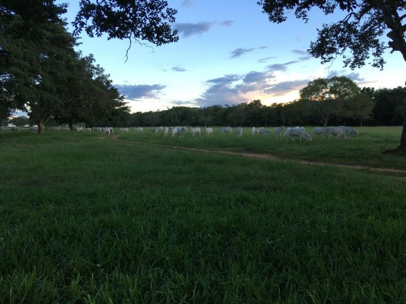 Fazenda-Sítio-Chácara, 692 hectares - Foto 1