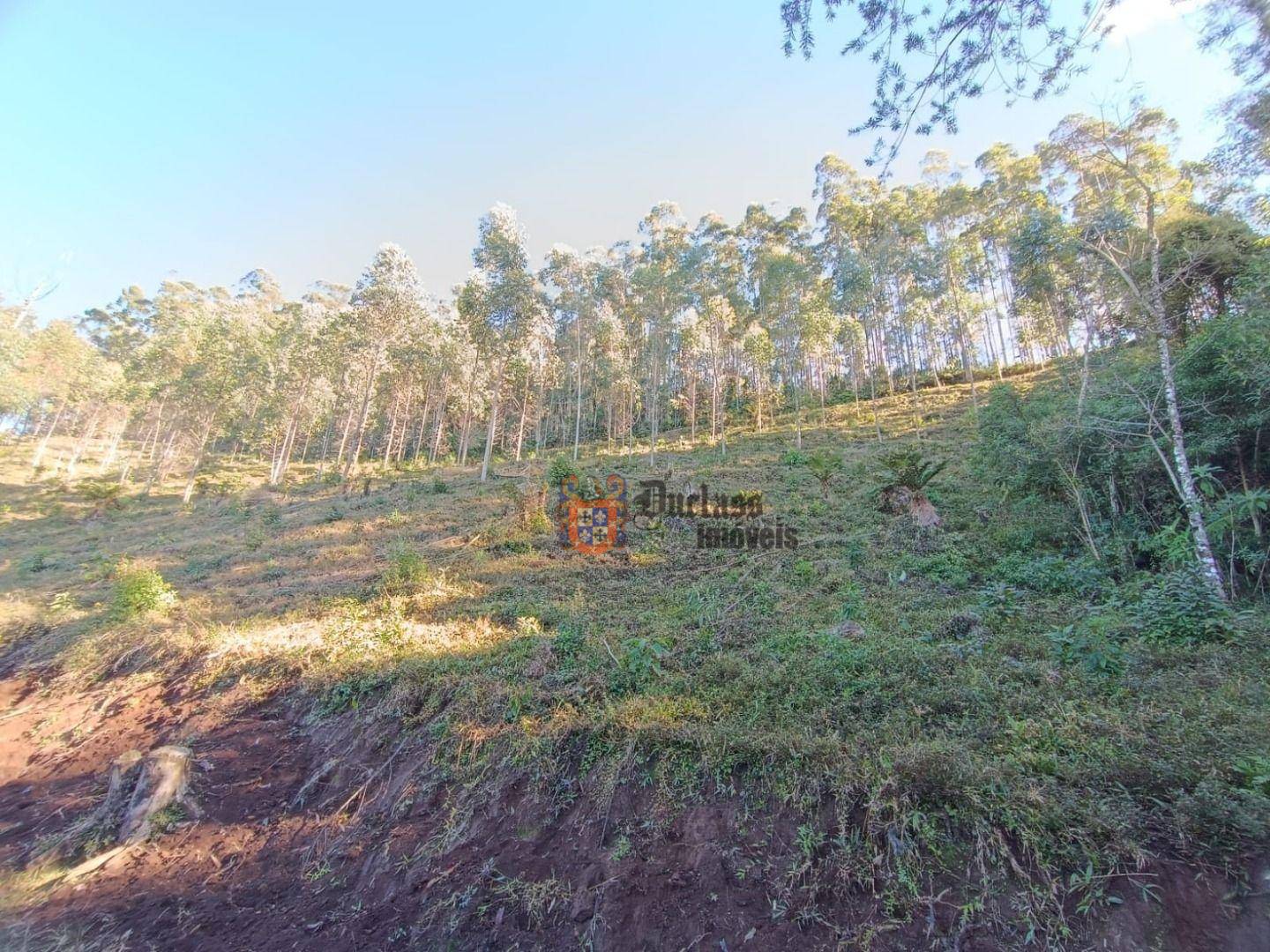 Terreno, 15 hectares - Foto 3