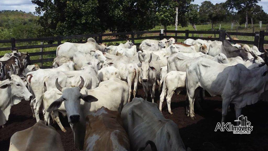 Fazenda à venda com 2 quartos, 4500000M2 - Foto 13