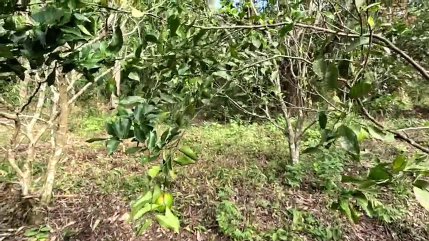 Casa de Condomínio à venda com 3 quartos, 3800m² - Foto 34