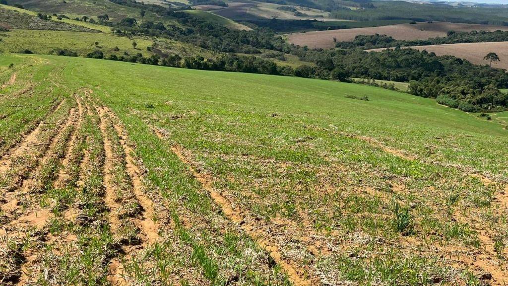 Fazenda, 339 hectares - Foto 10