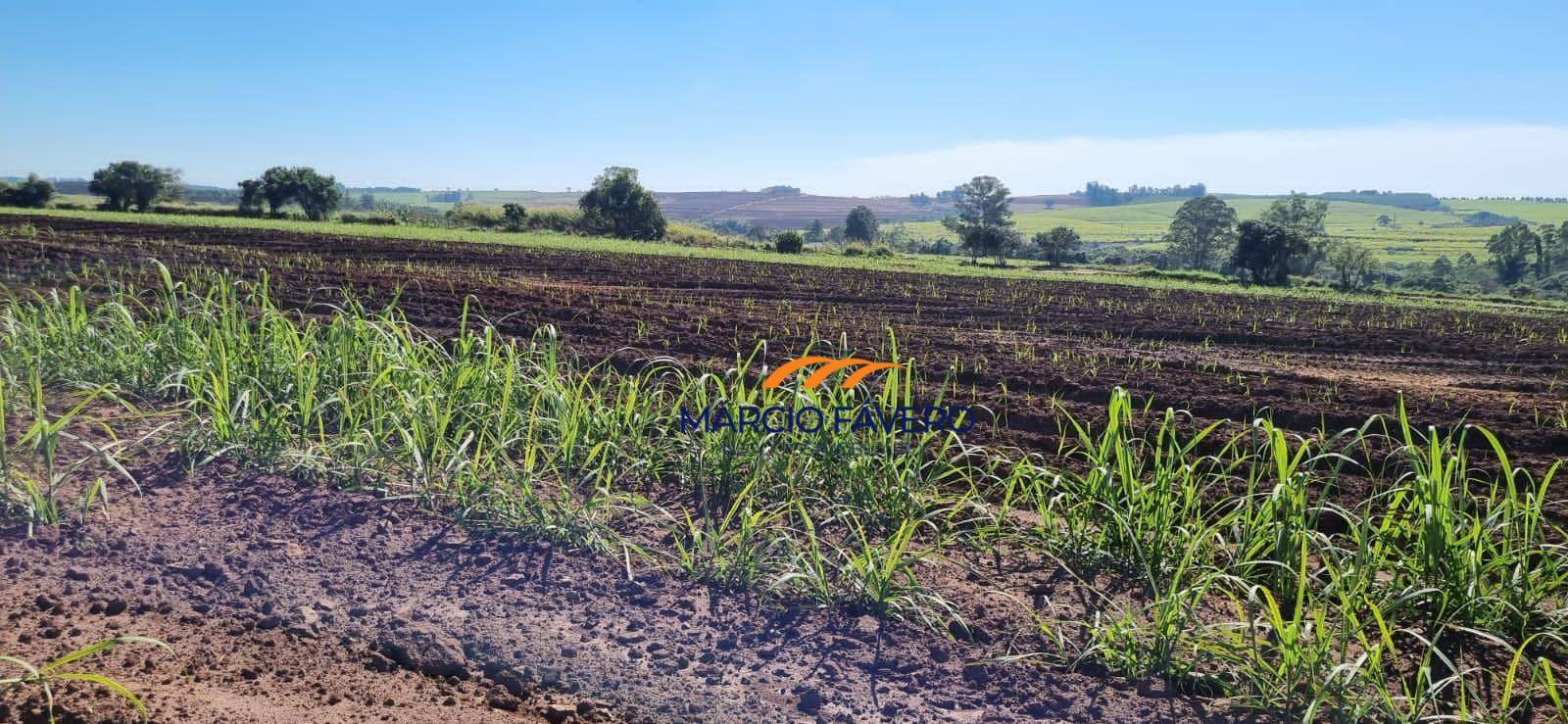 Sítio, 23 hectares - Foto 4