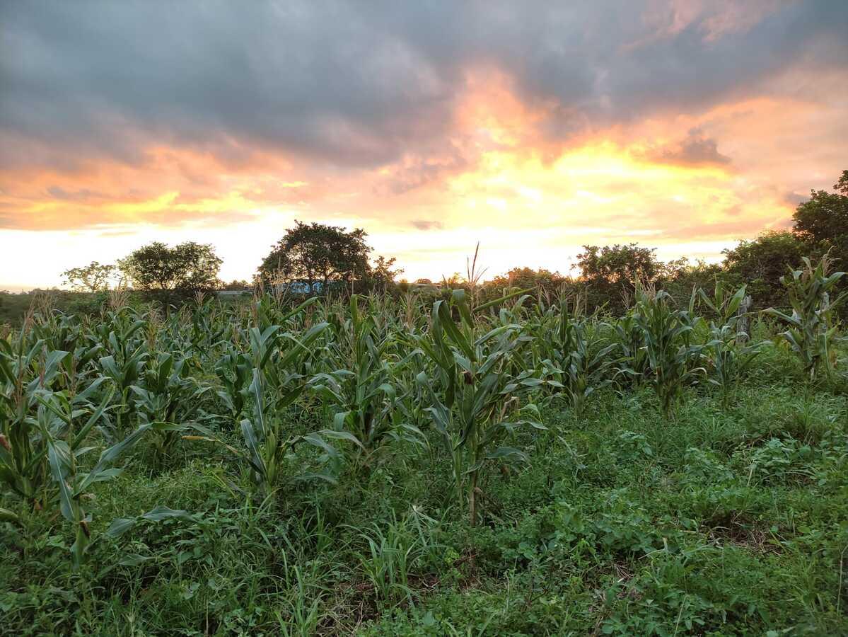 Fazenda à venda, 1000m² - Foto 12