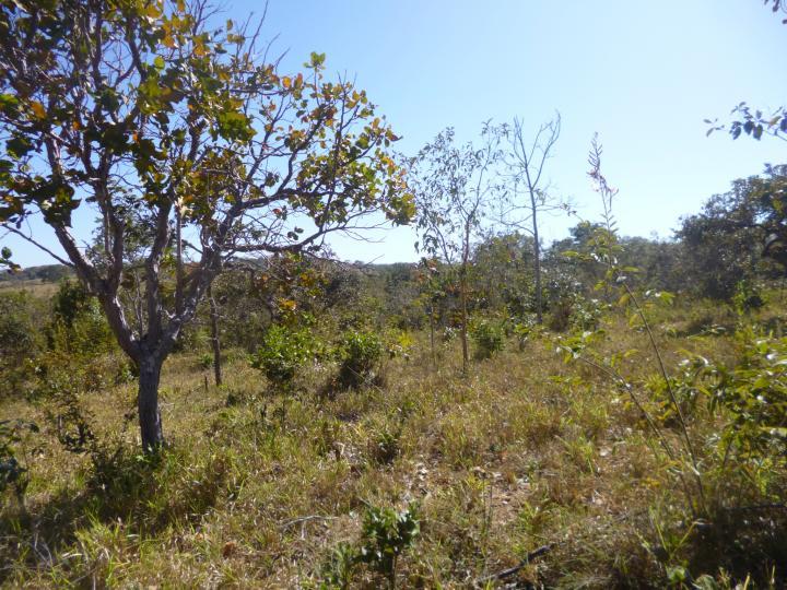Fazenda à venda - Foto 4
