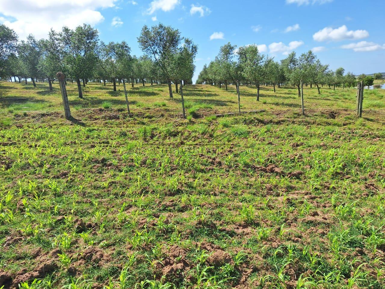 Fazenda à venda, 59m² - Foto 14
