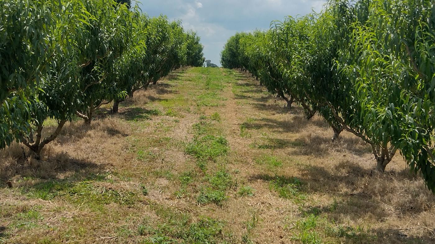 Fazenda à venda, 50000m² - Foto 28