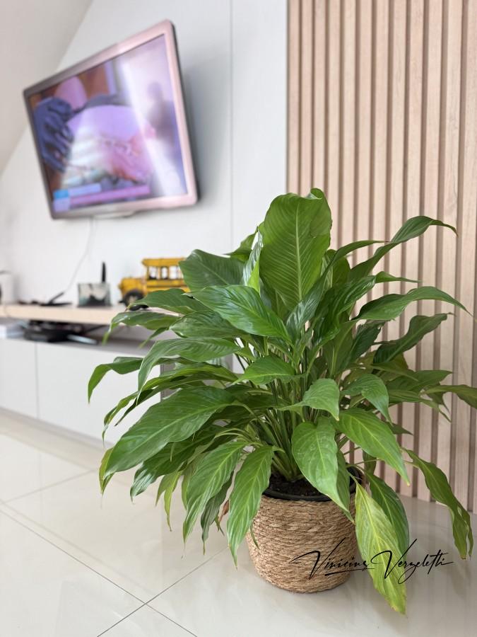 Sobrado à venda com 2 quartos, 82m² - Foto 3
