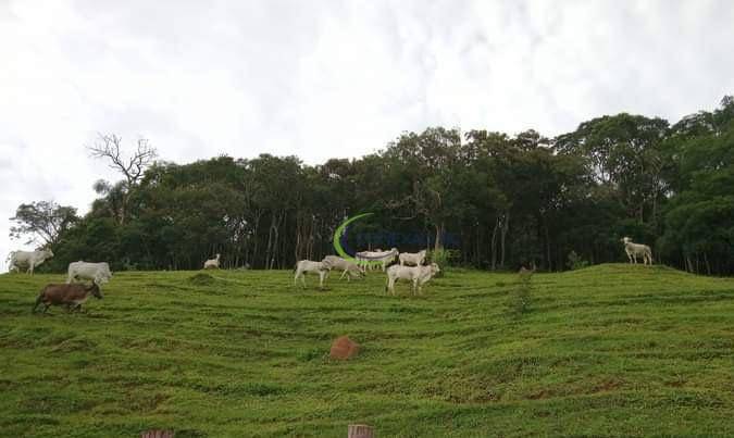 Fazenda à venda com 3 quartos, 1080000M2 - Foto 6