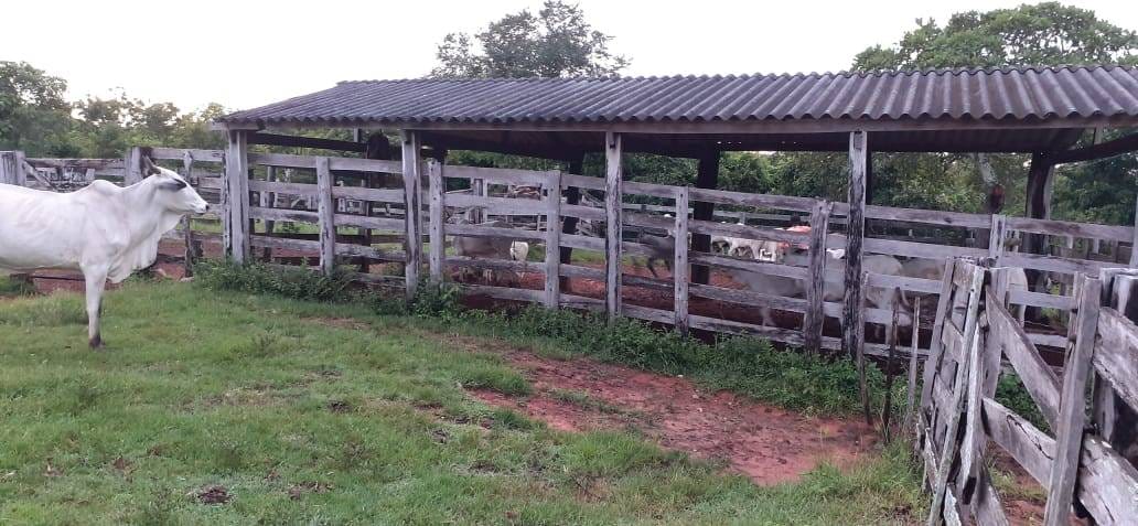 Fazenda à venda com 3 quartos, 10m² - Foto 2