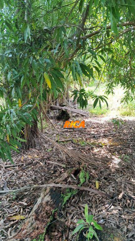 Sítio, 25 hectares - Foto 3