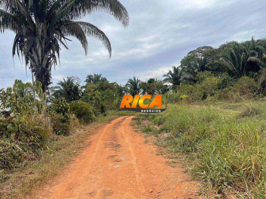 Sítio, 12 hectares - Foto 4