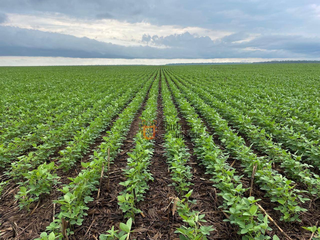 Fazenda, 7236 hectares - Foto 4