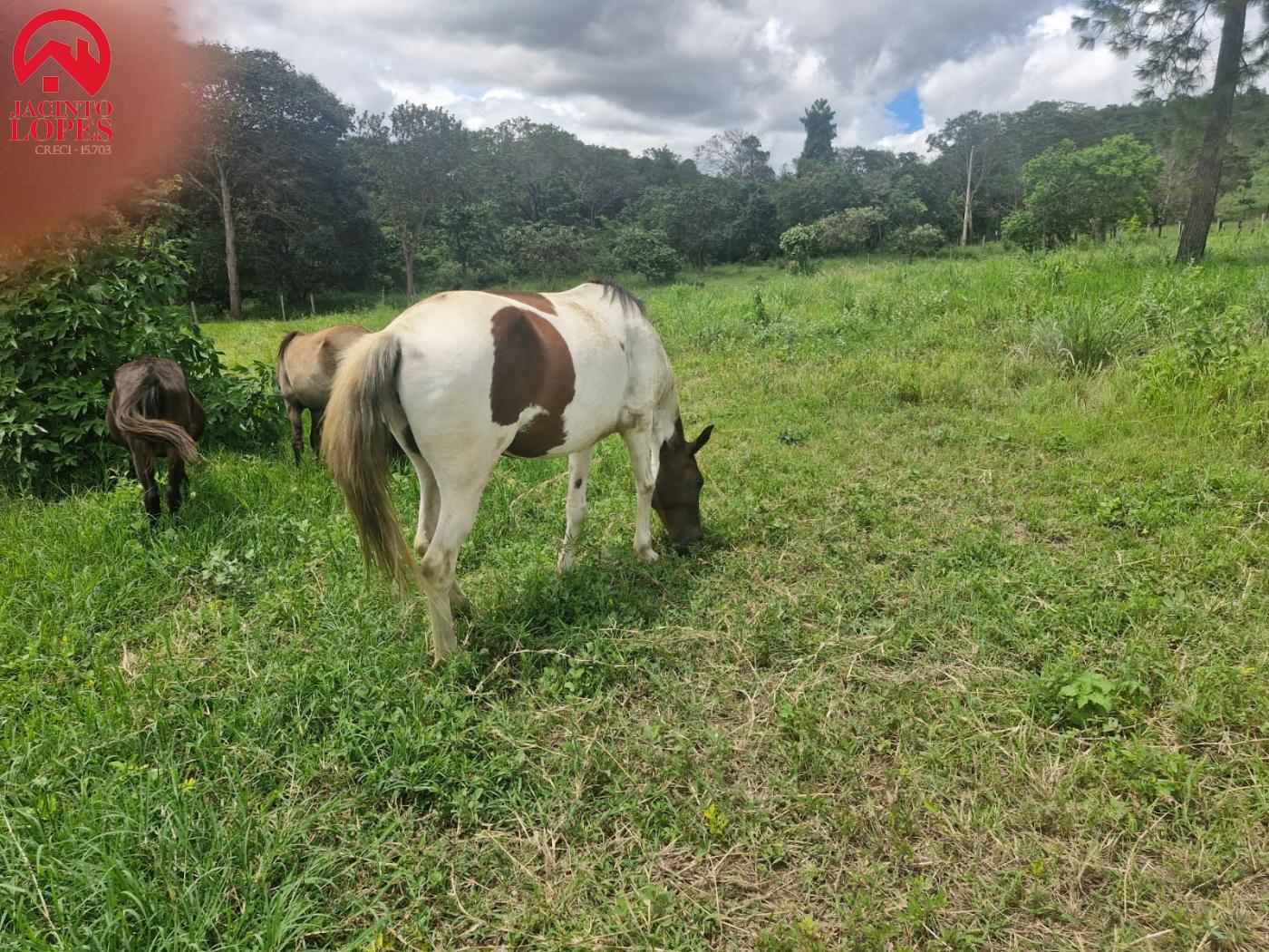 Fazenda à venda com 2 quartos, 120m² - Foto 10