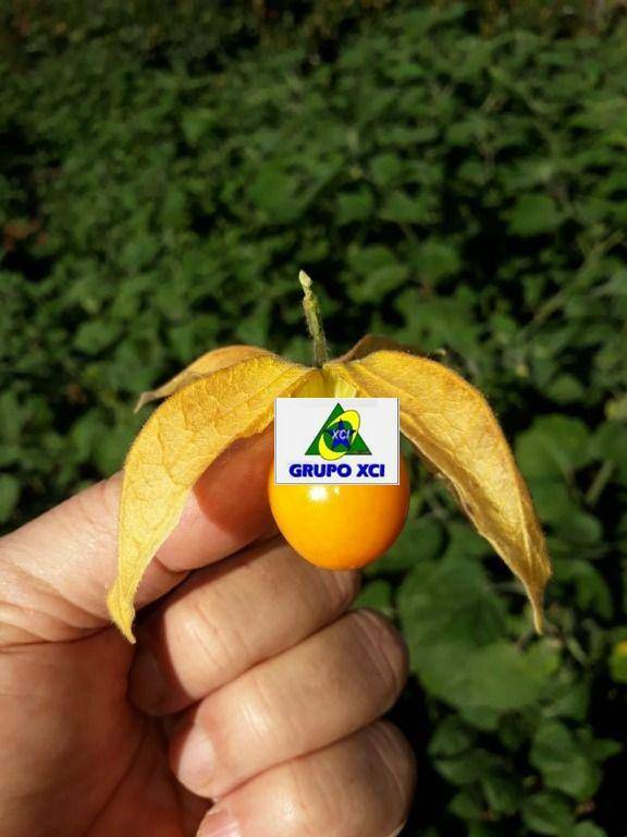 Fazenda-Sítio-Chácara, 97 hectares - Foto 12