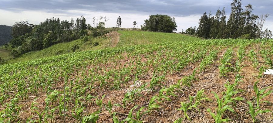 Sítio, 7 hectares - Foto 8