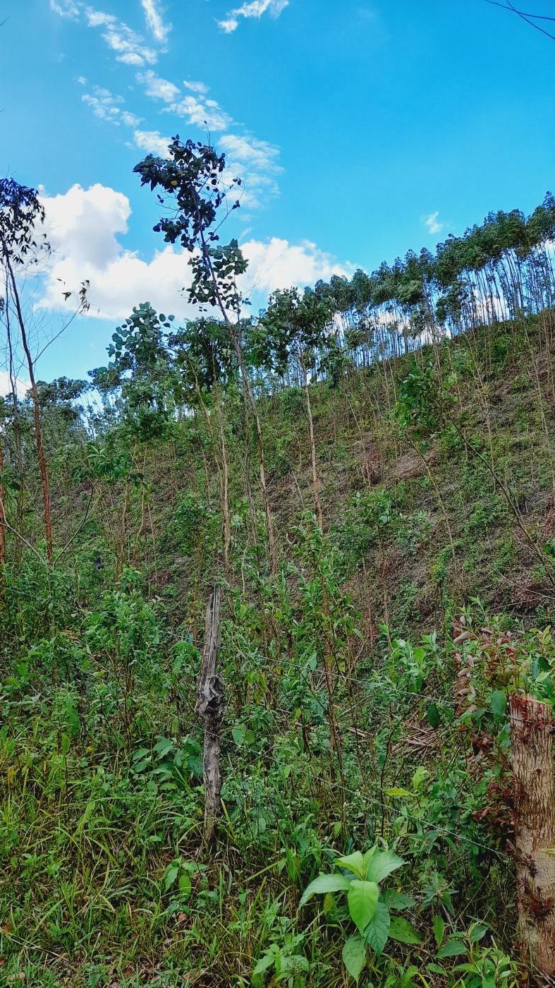 Fazenda à venda com 2 quartos, 17m² - Foto 23