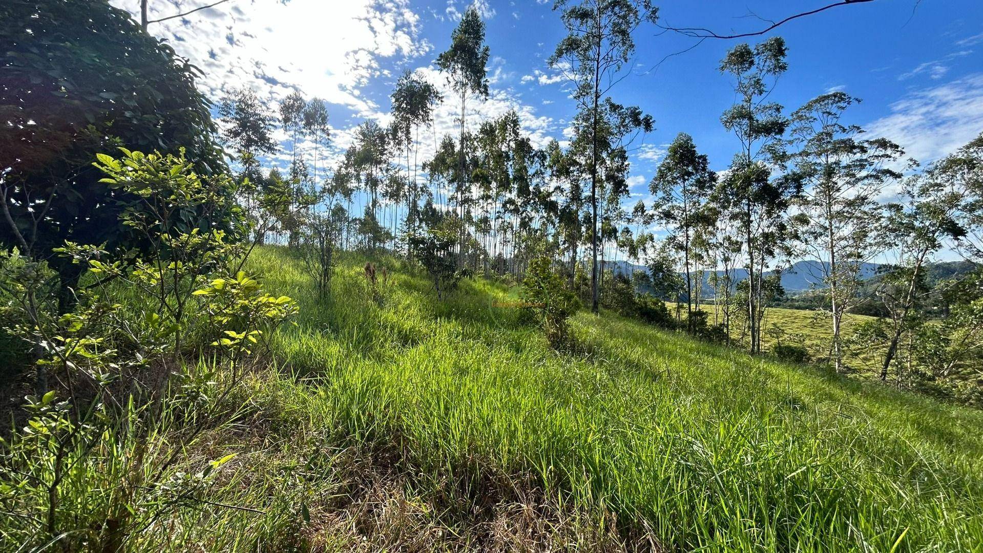 Sítio, 3 hectares - Foto 45