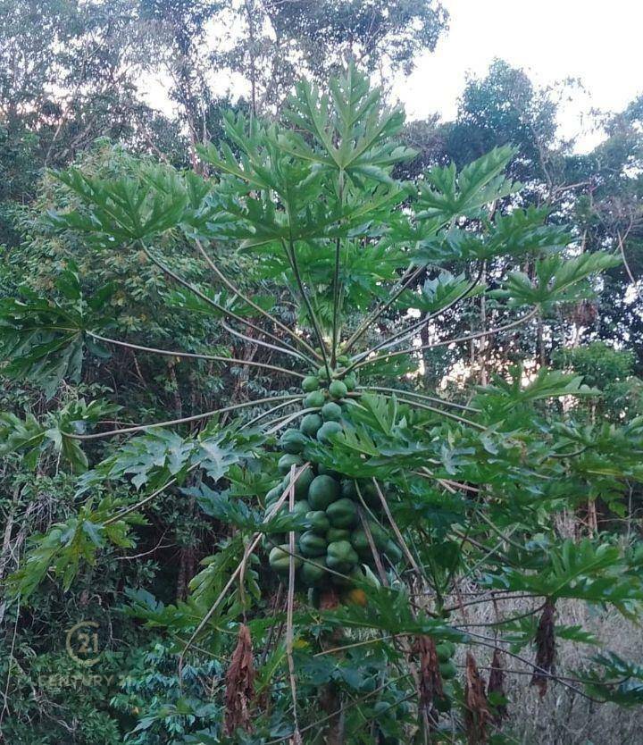 Chácara, 3 quartos, 7388 m² - Foto 3