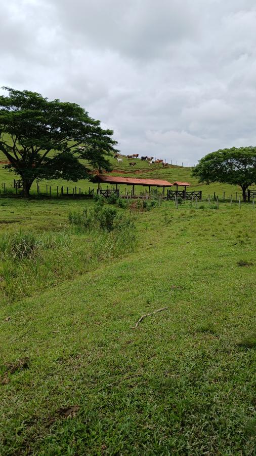 Fazenda à venda com 4 quartos, 19m² - Foto 30