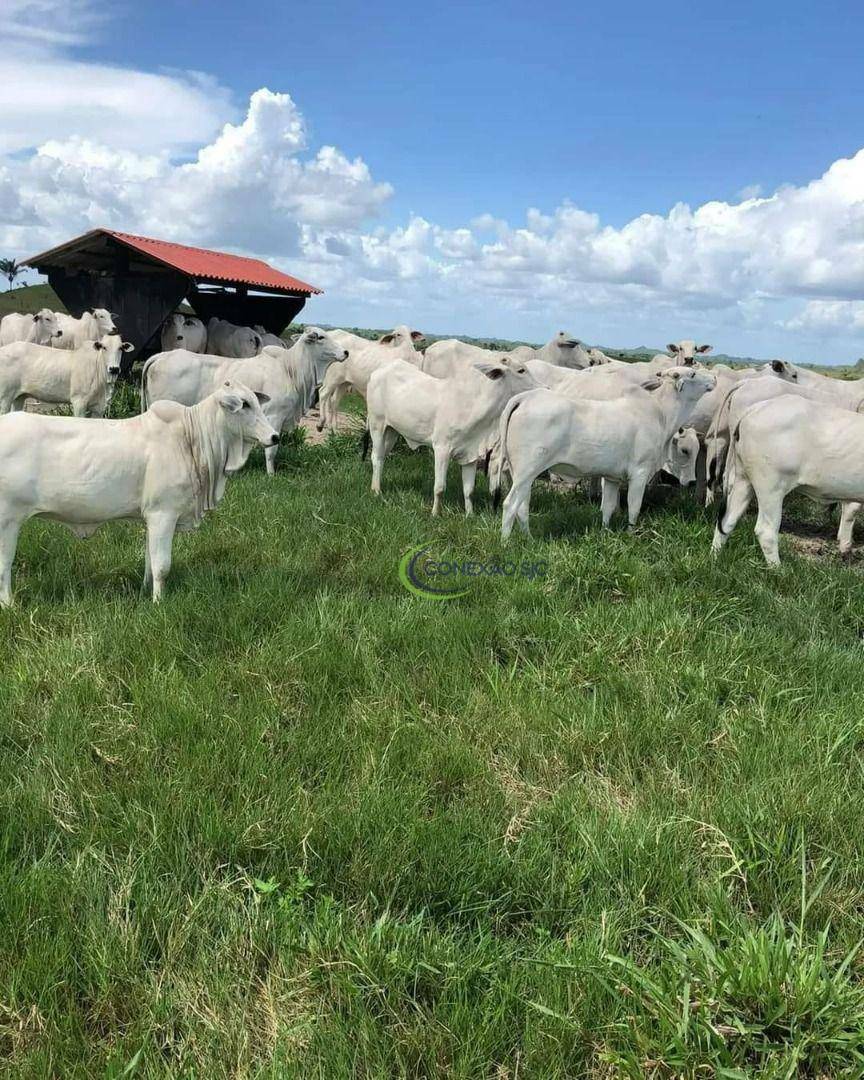 Fazenda à venda com 3 quartos, 60000000M2 - Foto 7