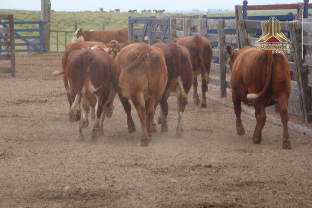 Fazenda à venda com 5 quartos, 33455000M2 - Foto 54