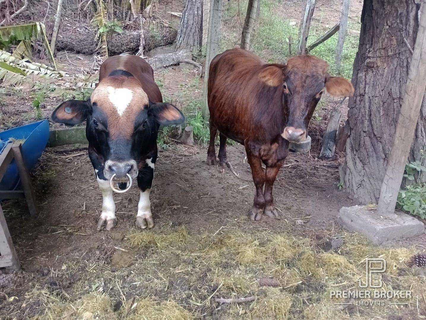 Sítio à venda com 3 quartos, 200m² - Foto 66