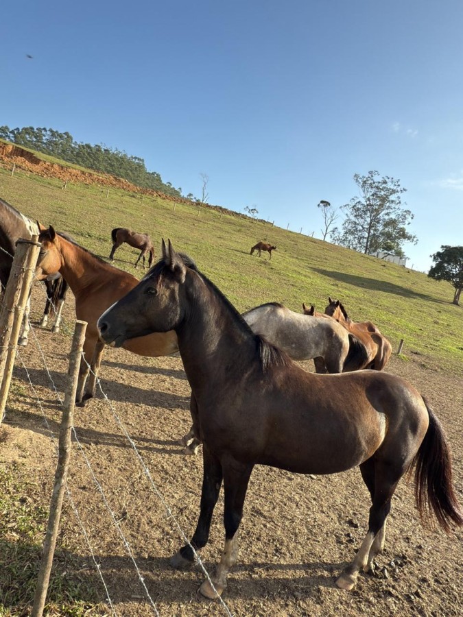 Fazenda à venda com 4 quartos, 261000m² - Foto 7