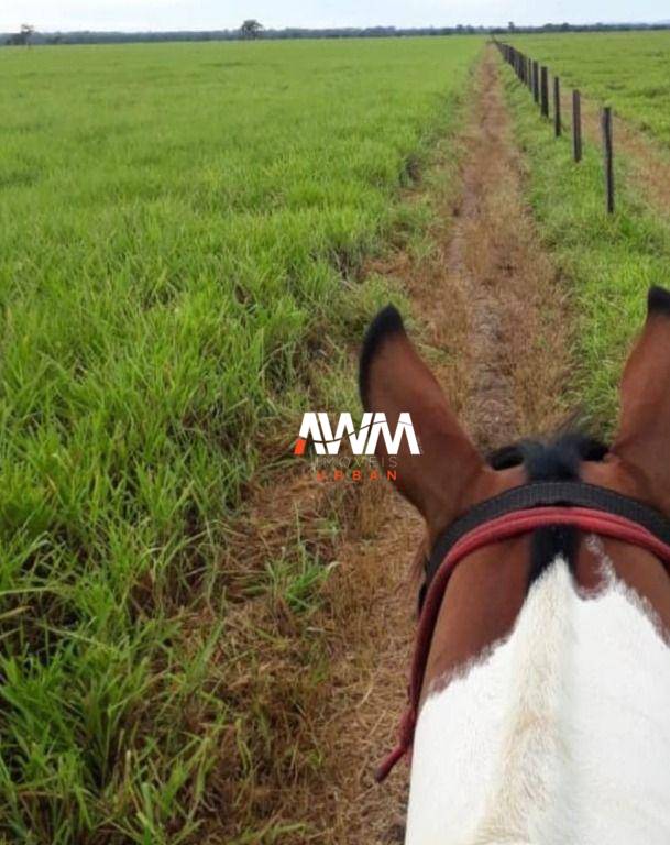 Fazenda, 1239 hectares - Foto 11