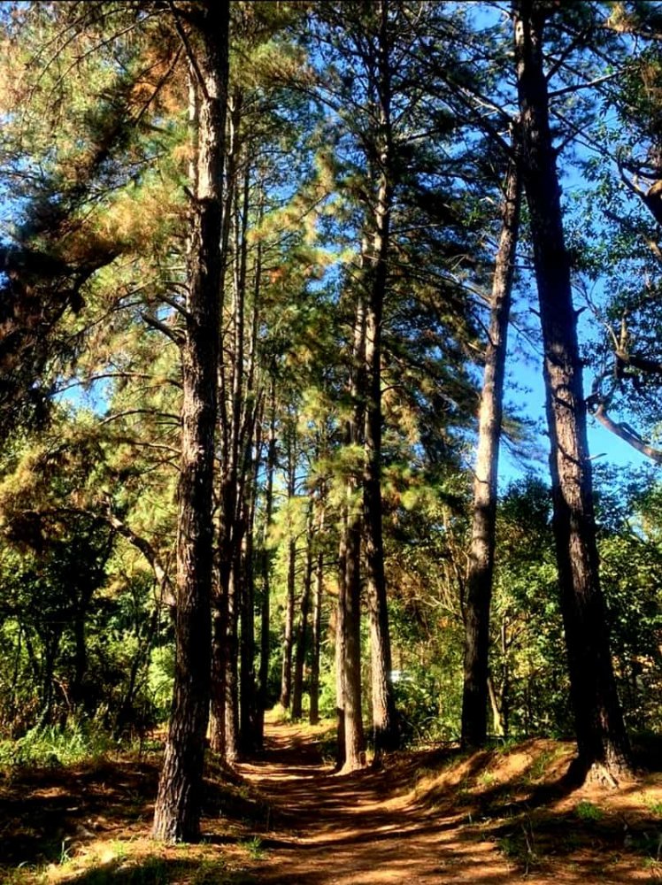 Fazenda à venda, 13000m² - Foto 20