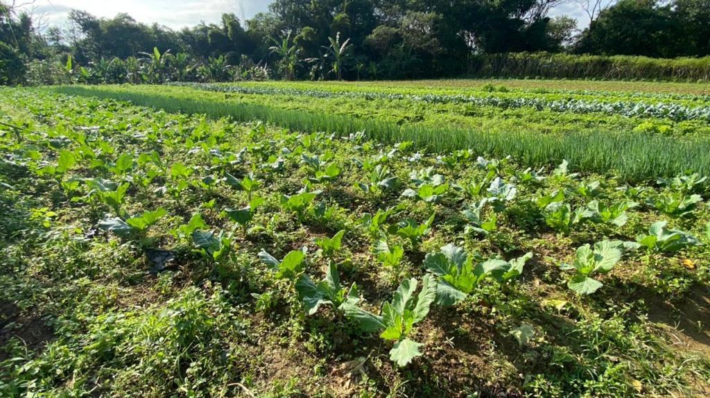 Fazenda à venda com 3 quartos, 12000m² - Foto 20