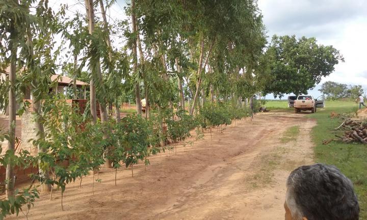 Fazenda-Sítio-Chácara - Foto 2