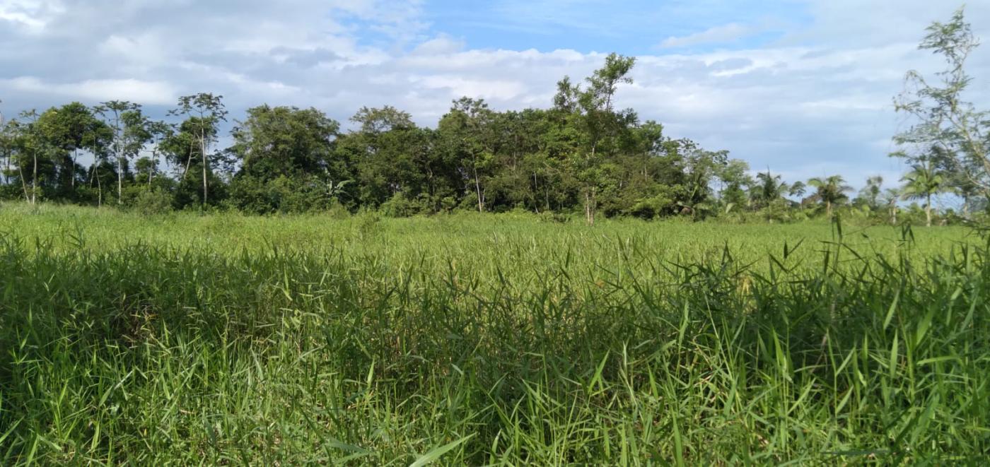 Chácara, 2 hectares - Foto 2