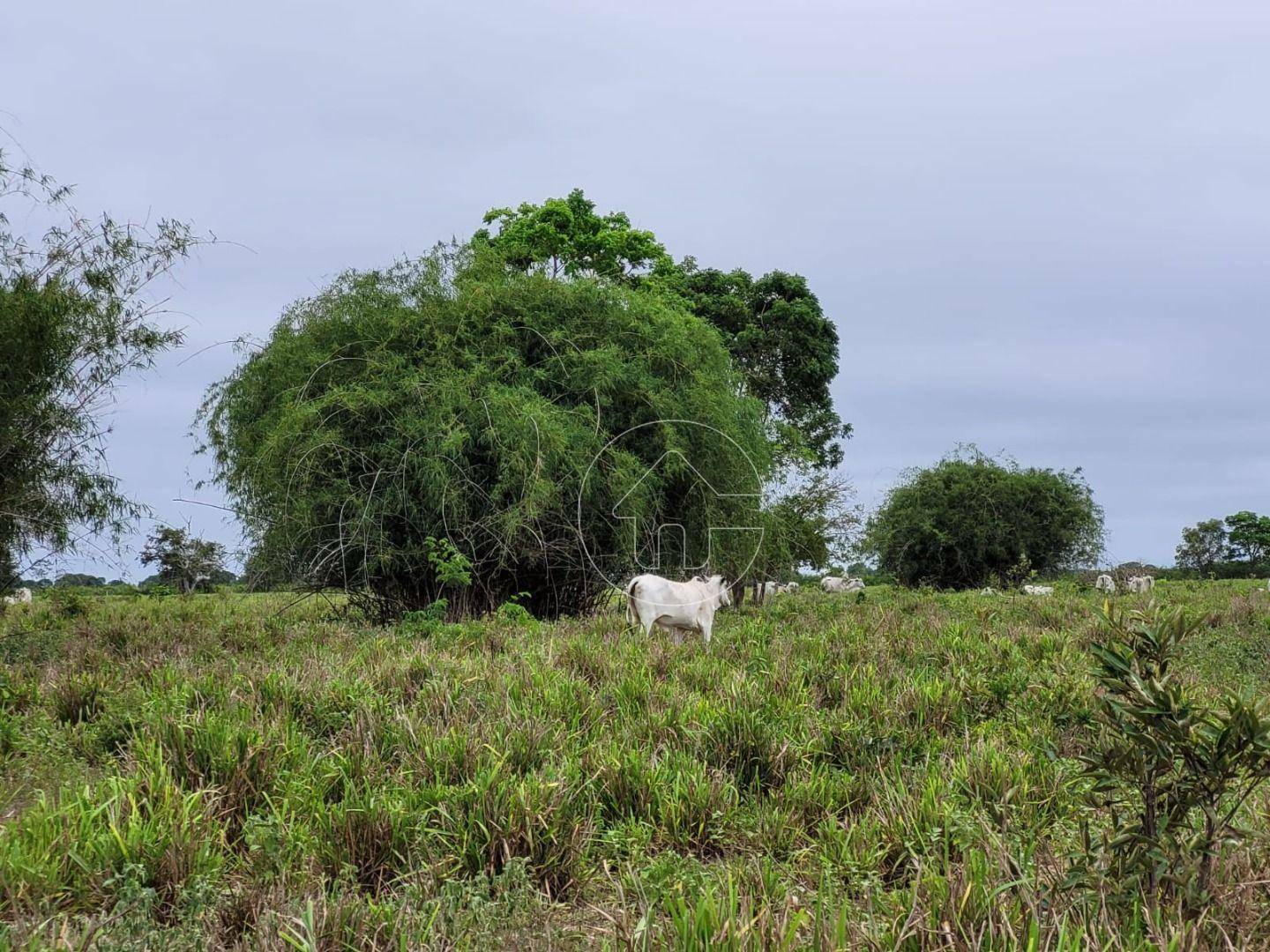 Fazenda à venda, 61350000M2 - Foto 10