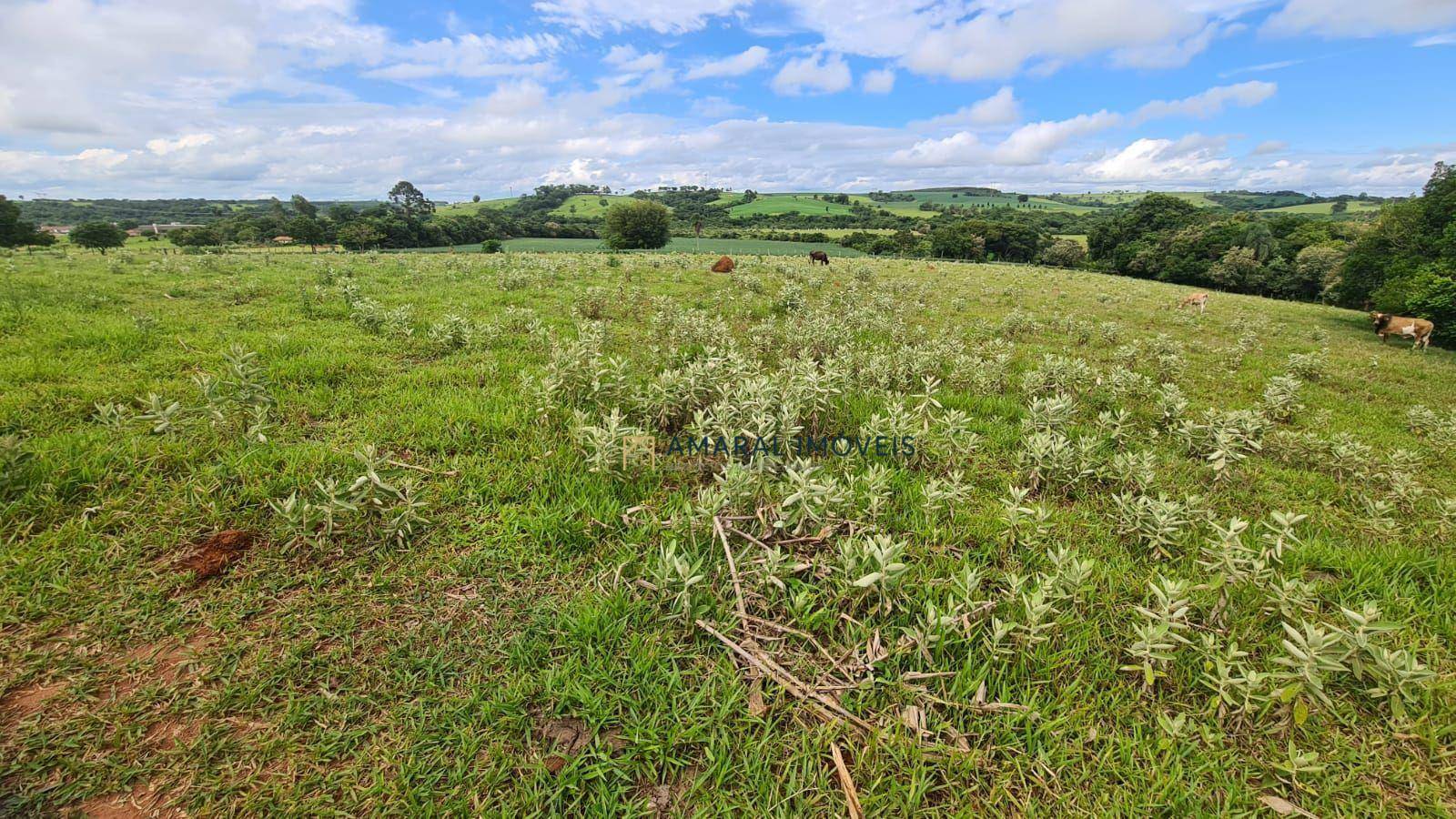 Sítio, 4 hectares - Foto 3