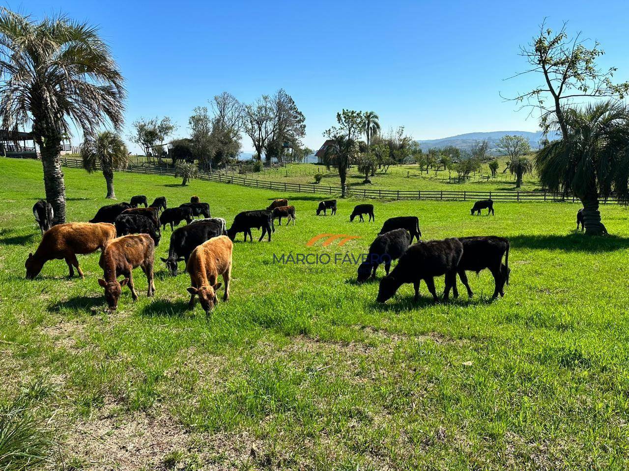 Fazenda à venda, 1065000M2 - Foto 24