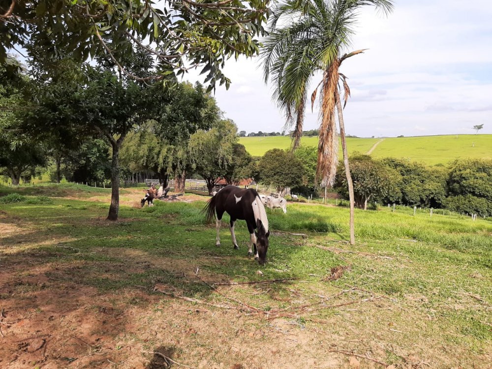 Fazenda, 41 hectares - Foto 4