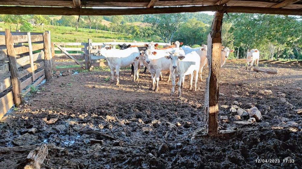 Fazenda à venda, 24m² - Foto 10