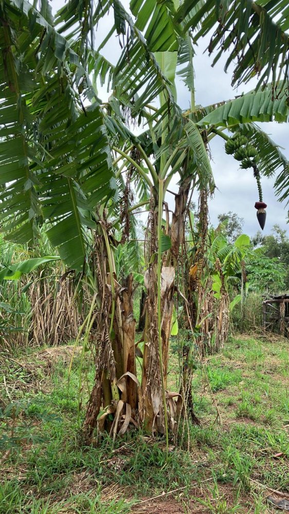 Fazenda à venda, 60500m² - Foto 7