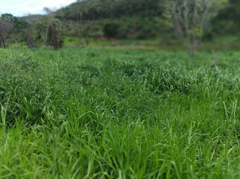 Fazenda-Sítio-Chácara, 441 hectares - Foto 2