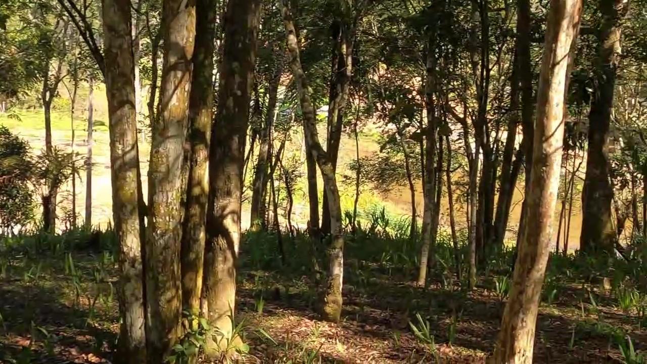 Chácara à venda com 5 quartos, 4300m² - Foto 51