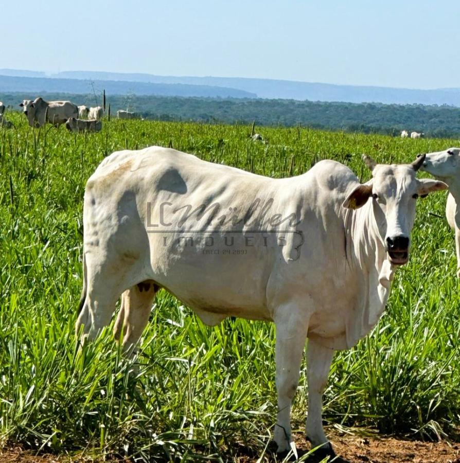 Fazenda à venda, 2856m² - Foto 17