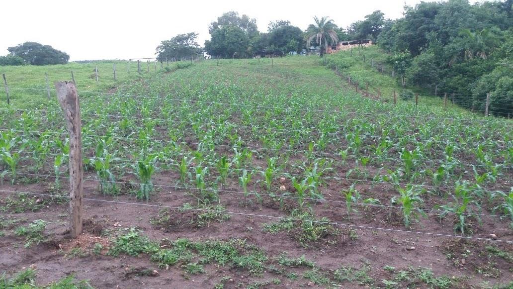 Fazenda à venda com 3 quartos - Foto 5