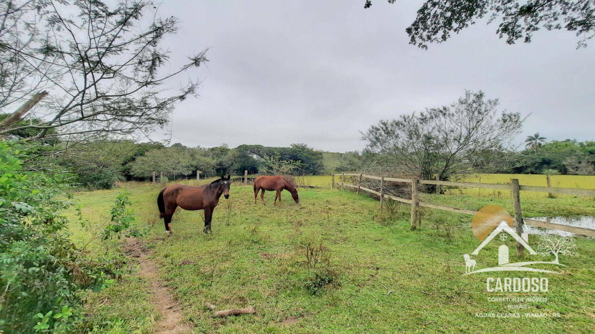 Haras e Área Rural Padrão à venda com 3 quartos, 270000M2 - Foto 7