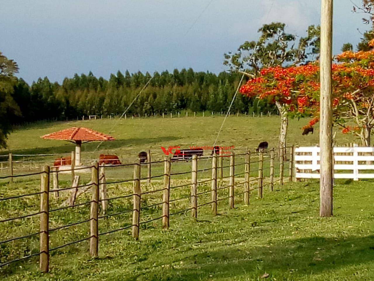 Fazenda à venda com 3 quartos, 6250m² - Foto 47