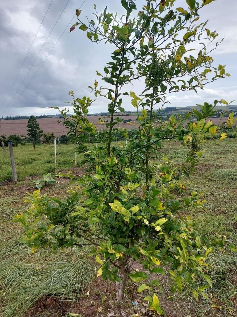 Terreno à venda, 1M2 - Foto 7