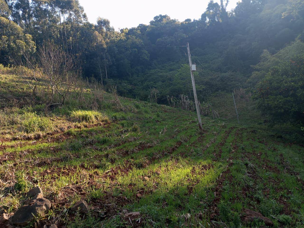 Chácara, 4 hectares - Foto 3