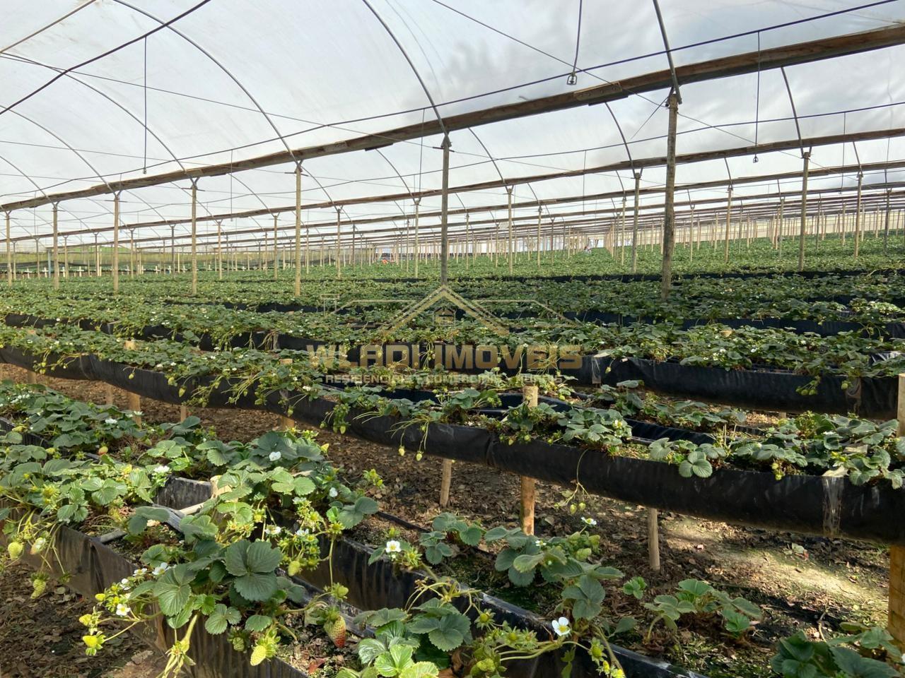 Fazenda-Sítio-Chácara, 70 m² - Foto 2