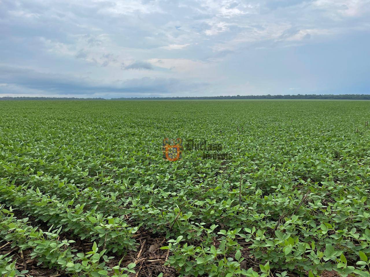 Fazenda, 7236 hectares - Foto 5