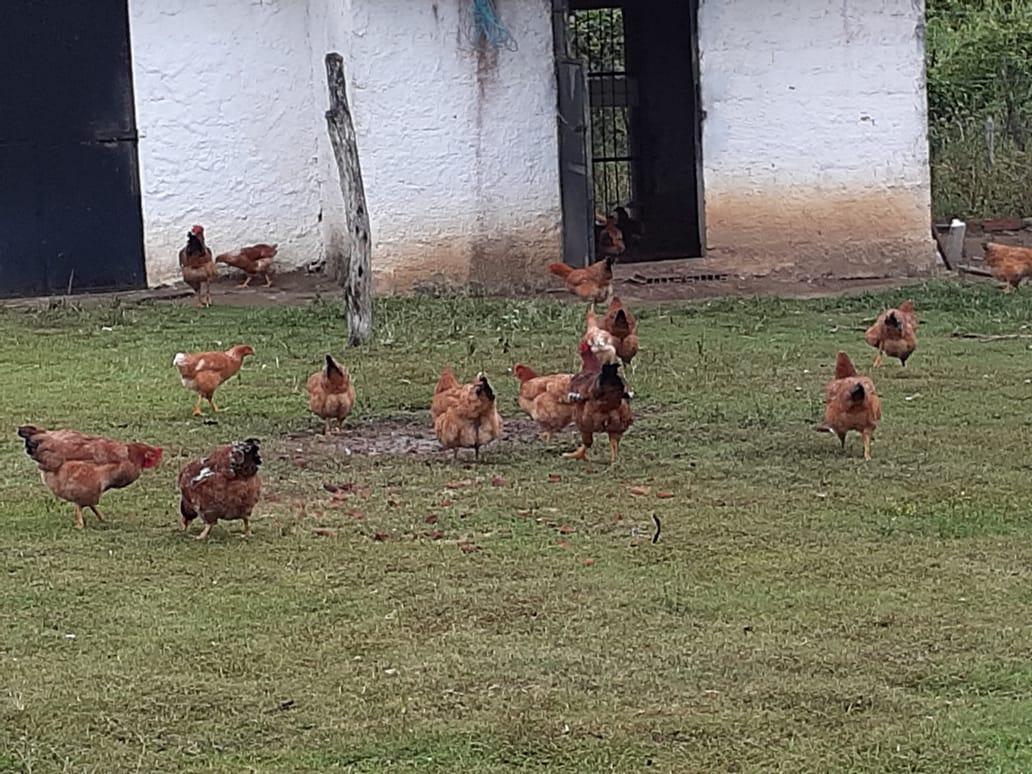 Fazenda à venda, 1000m² - Foto 46